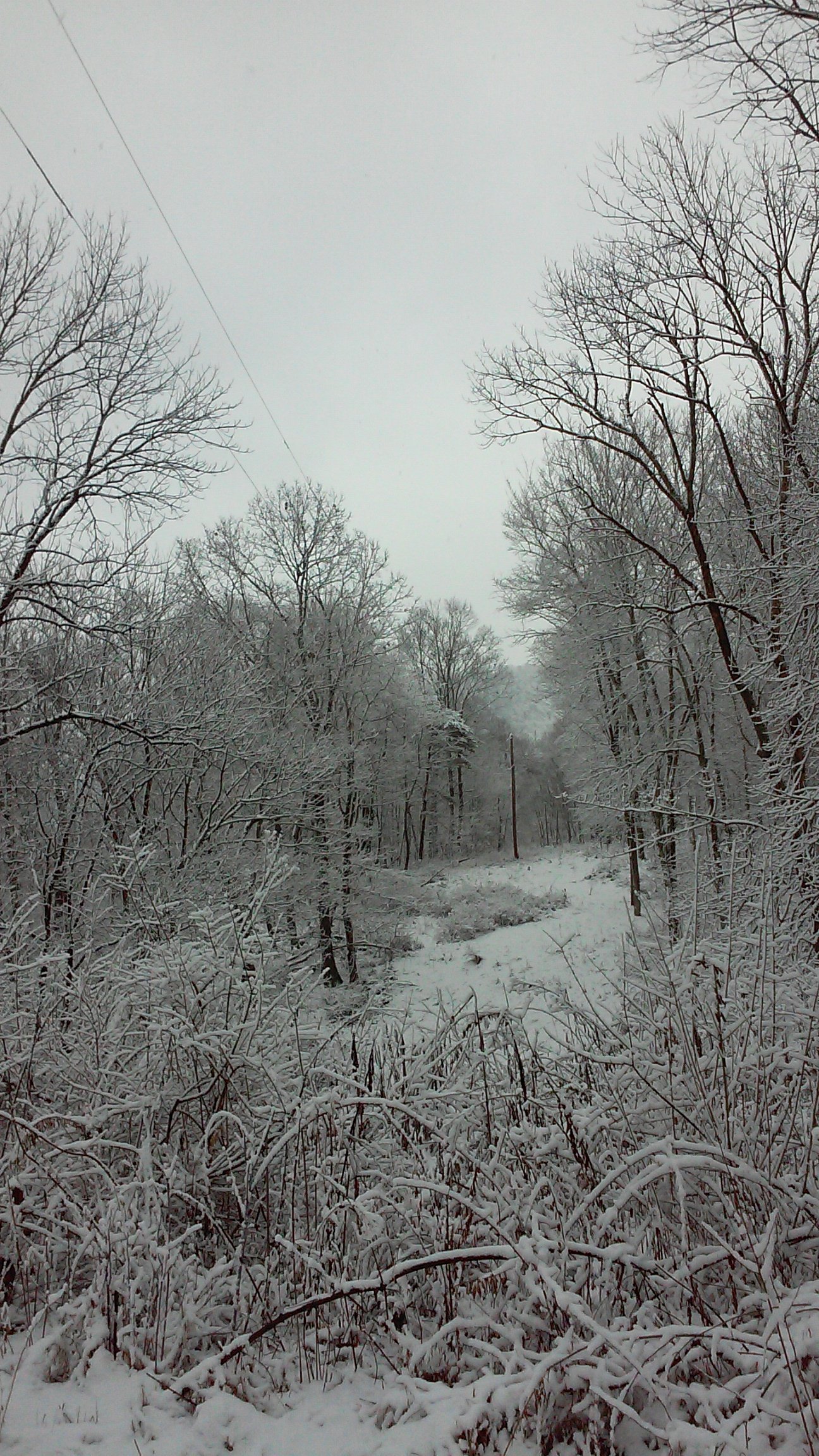 A snow-covered lane between frosted trees.