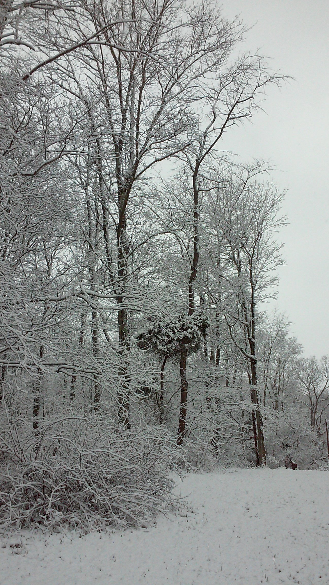 Snow-covered branches in the forest.