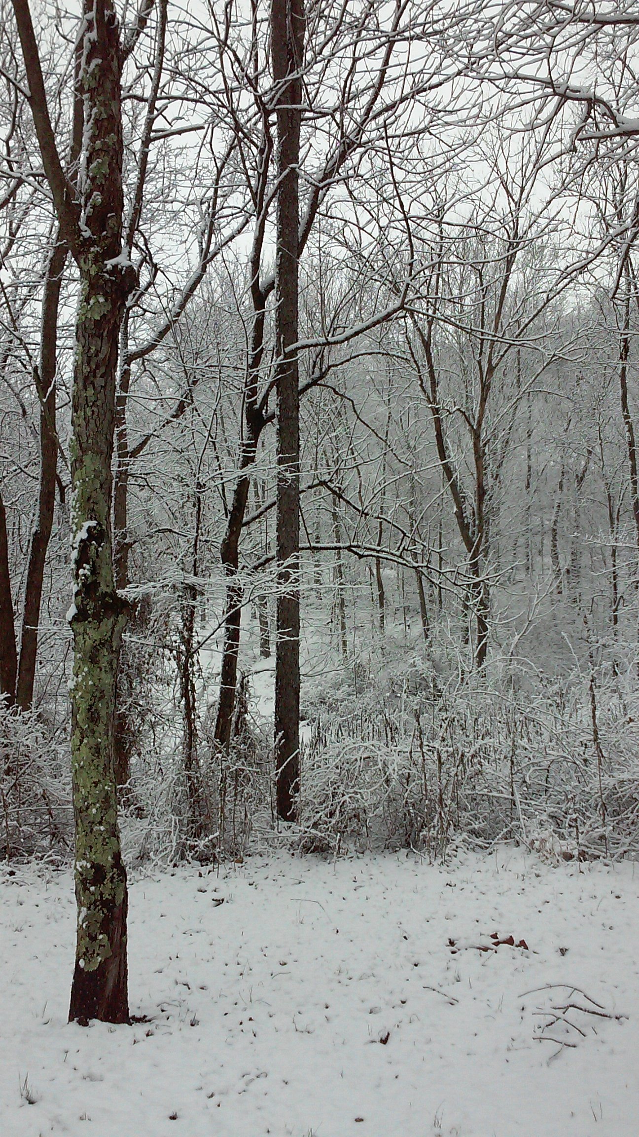 A snowy forest scene at dusk.