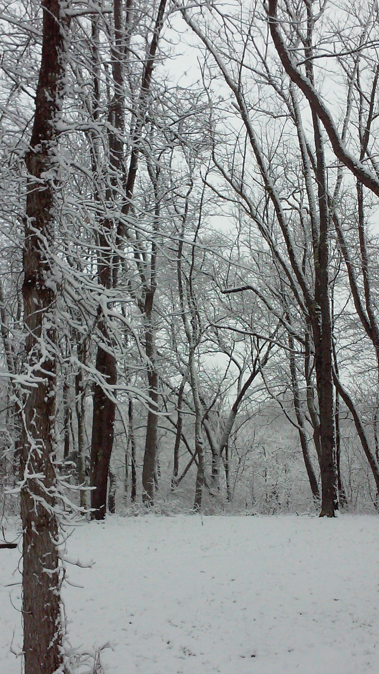 A quiet snow-covered forest.