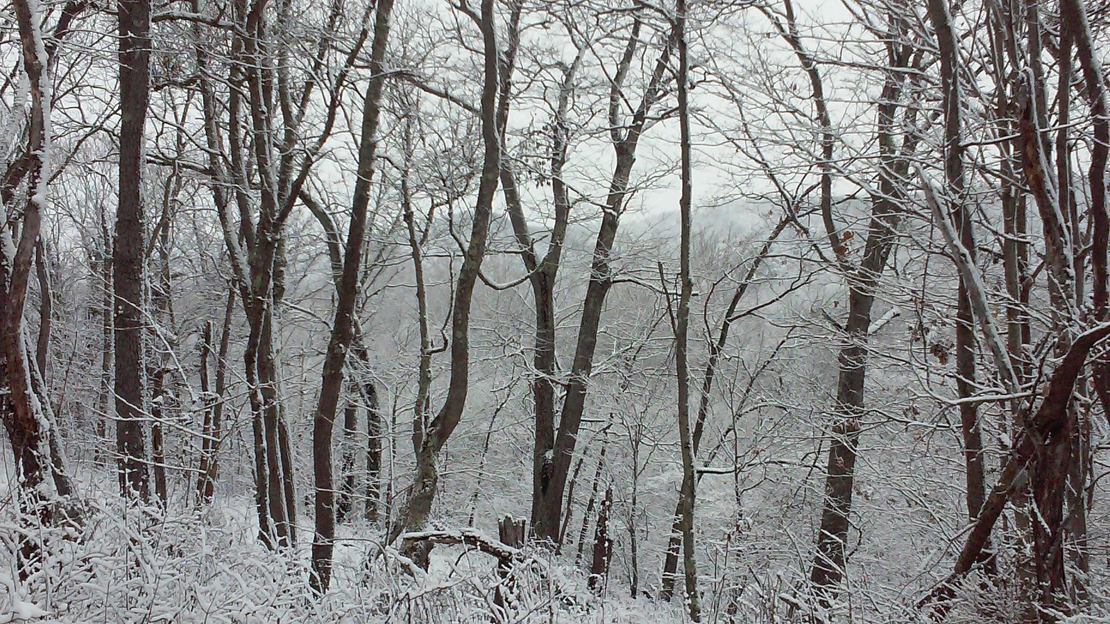 Snow-laden trees along the property.