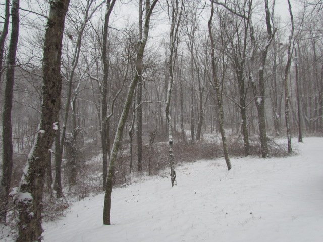Snow falling in the woods along a trail.