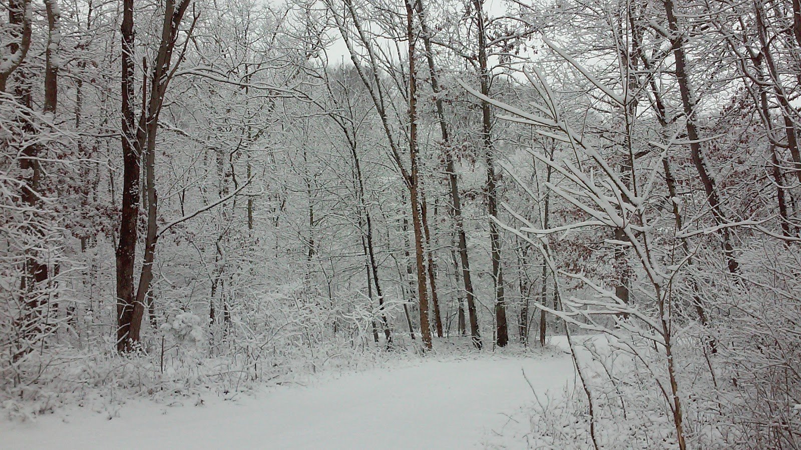 A quiet snow-covered path through the woods.