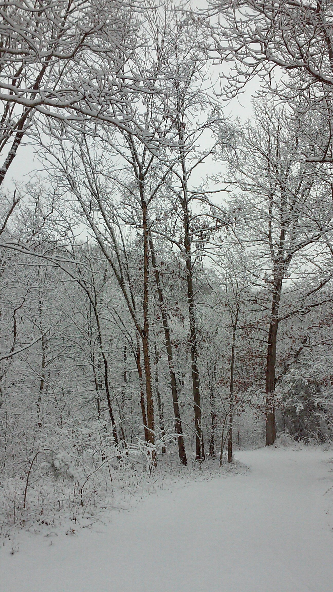 A gravel lane through open hardwood forest on the property.