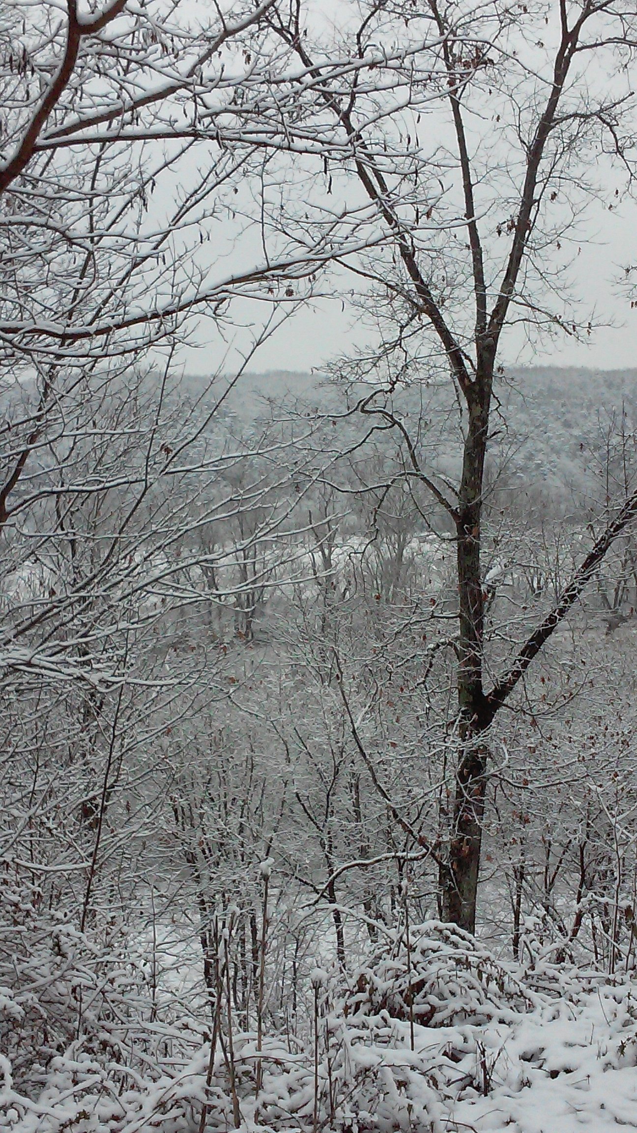 Snow-covered trees overlooking the valley.