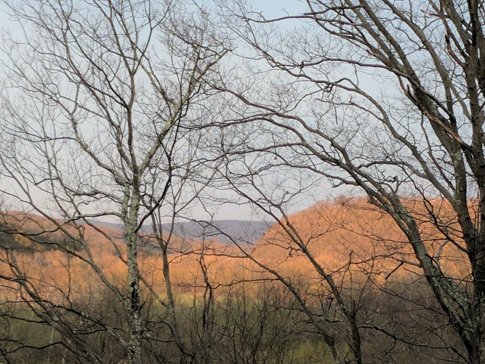Winter sunset light on the ridge through bare trees.
