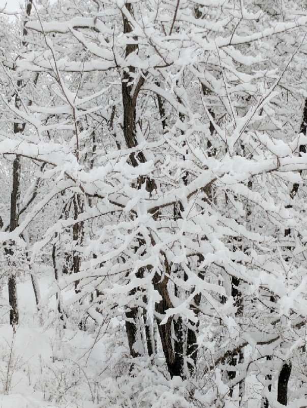 Close-up of tree branches heavy with snow.